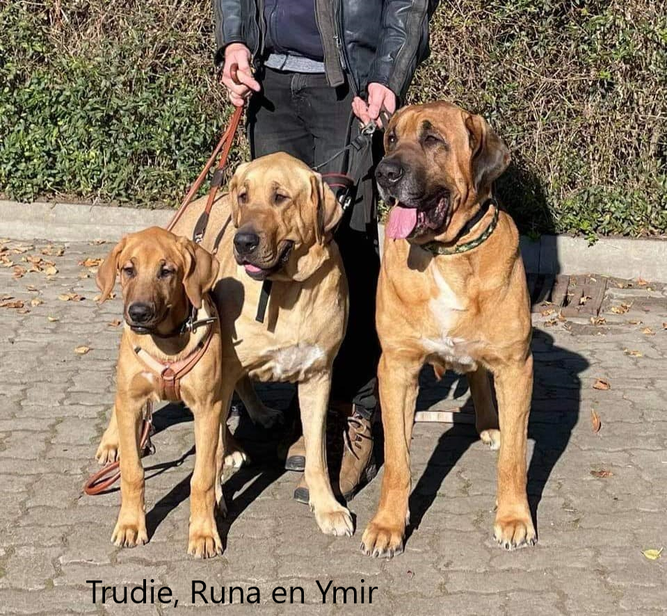 Trudie,Runa,Ymir