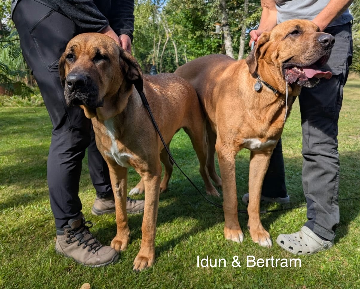 Idun_Bertram01