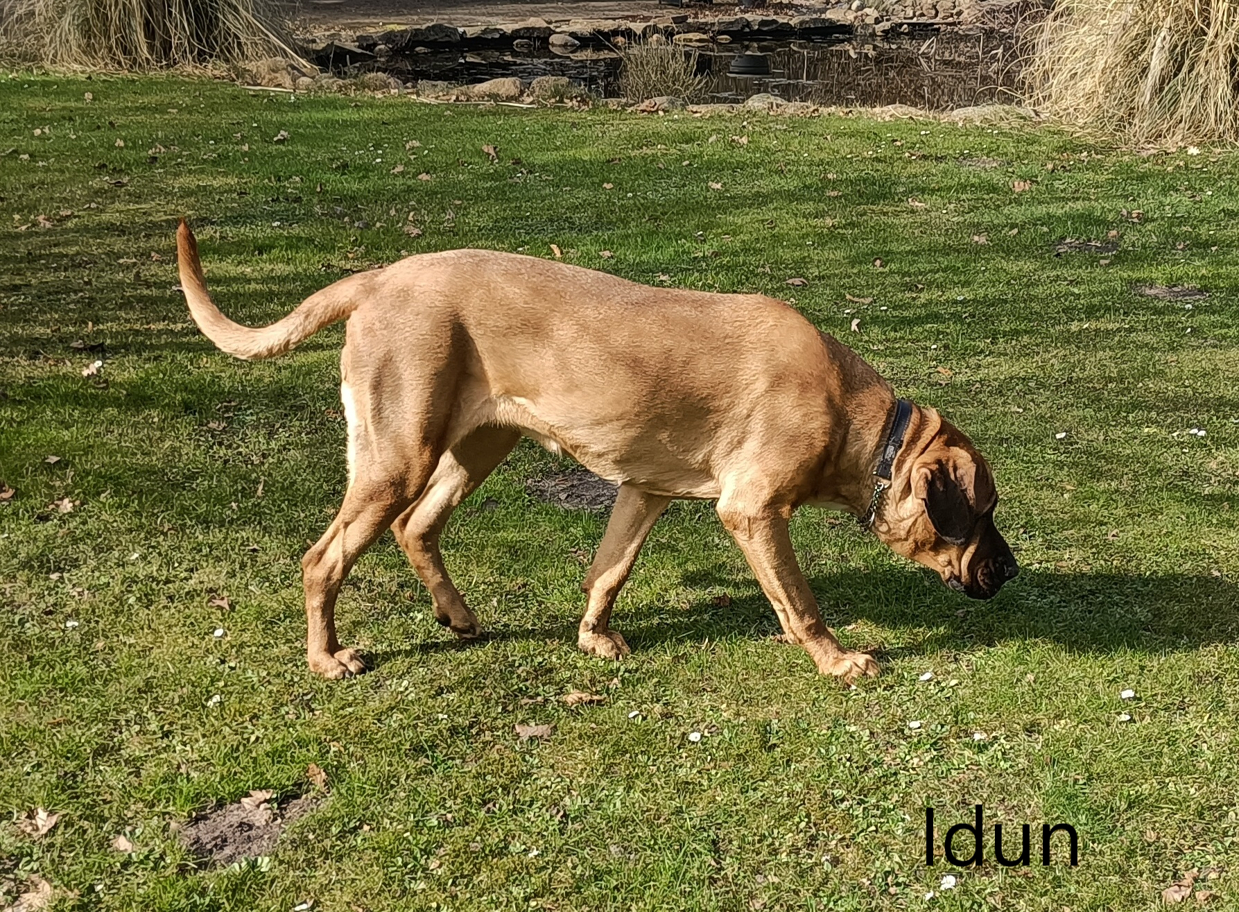 Idun